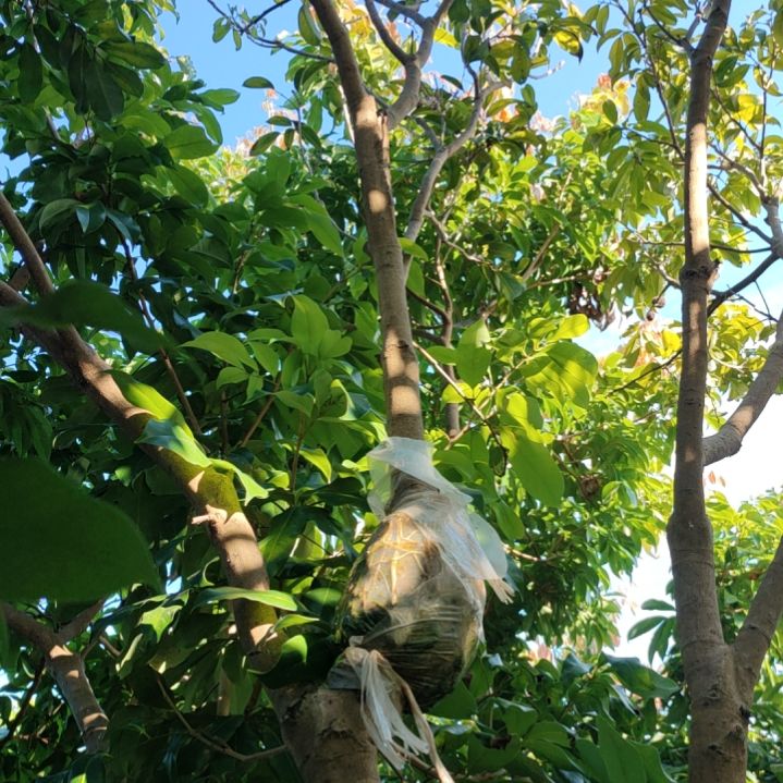 仙进奉荔枝高压苗