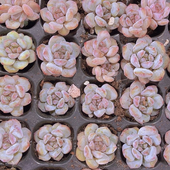 精品石化橙梦露多肉植物