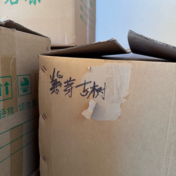 【紫芽古树】紫芽（邦崴）古树生茶头春2024