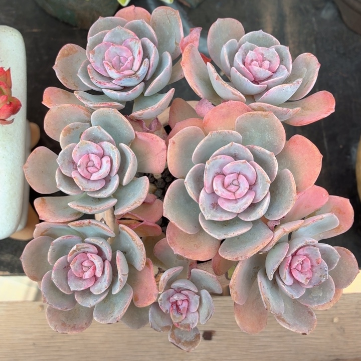 多肉植物 樱花季-4