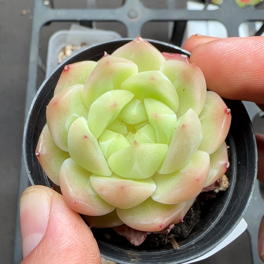 一物一拍珍妮24124