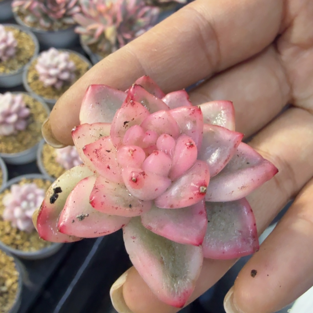 冰月亮锦，多肉锦多肉