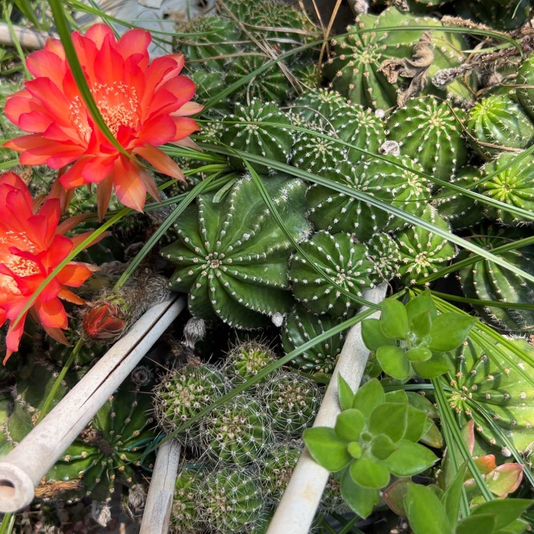 金刚仙人球一群243