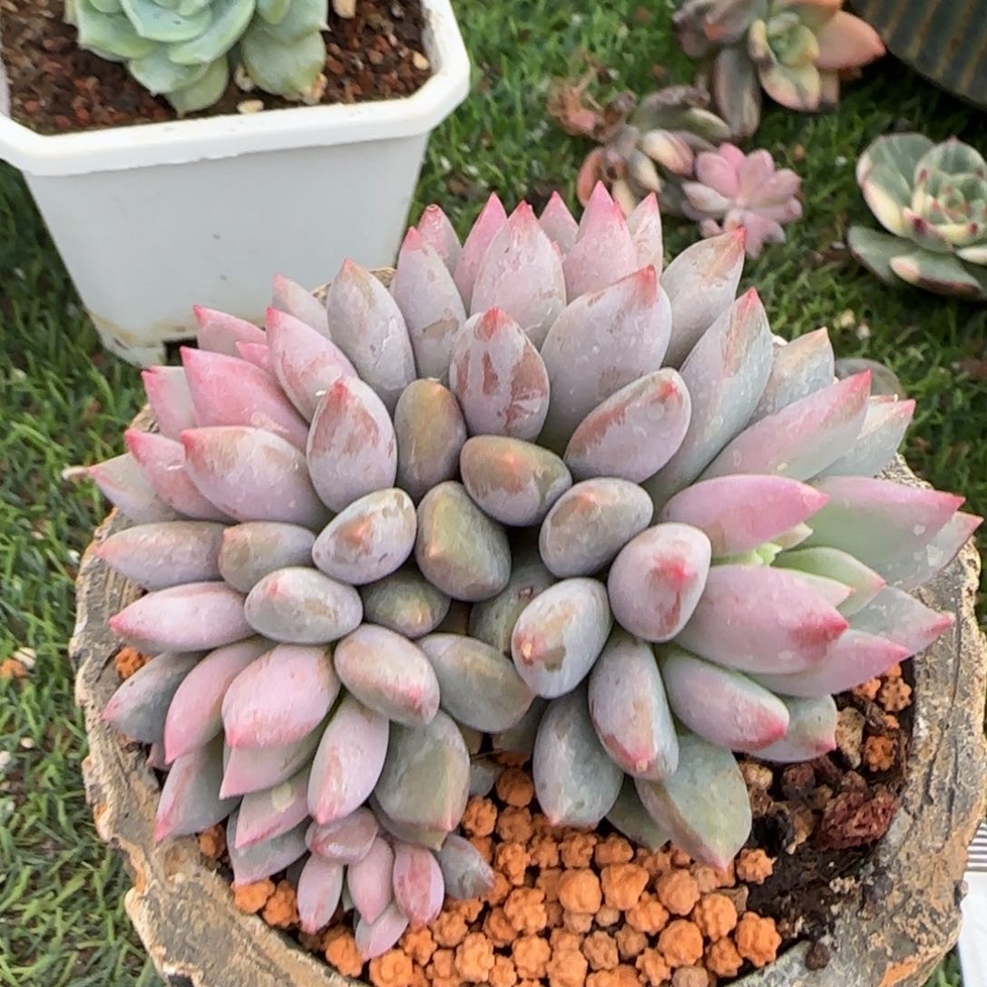 蓝精灵群多肉植物