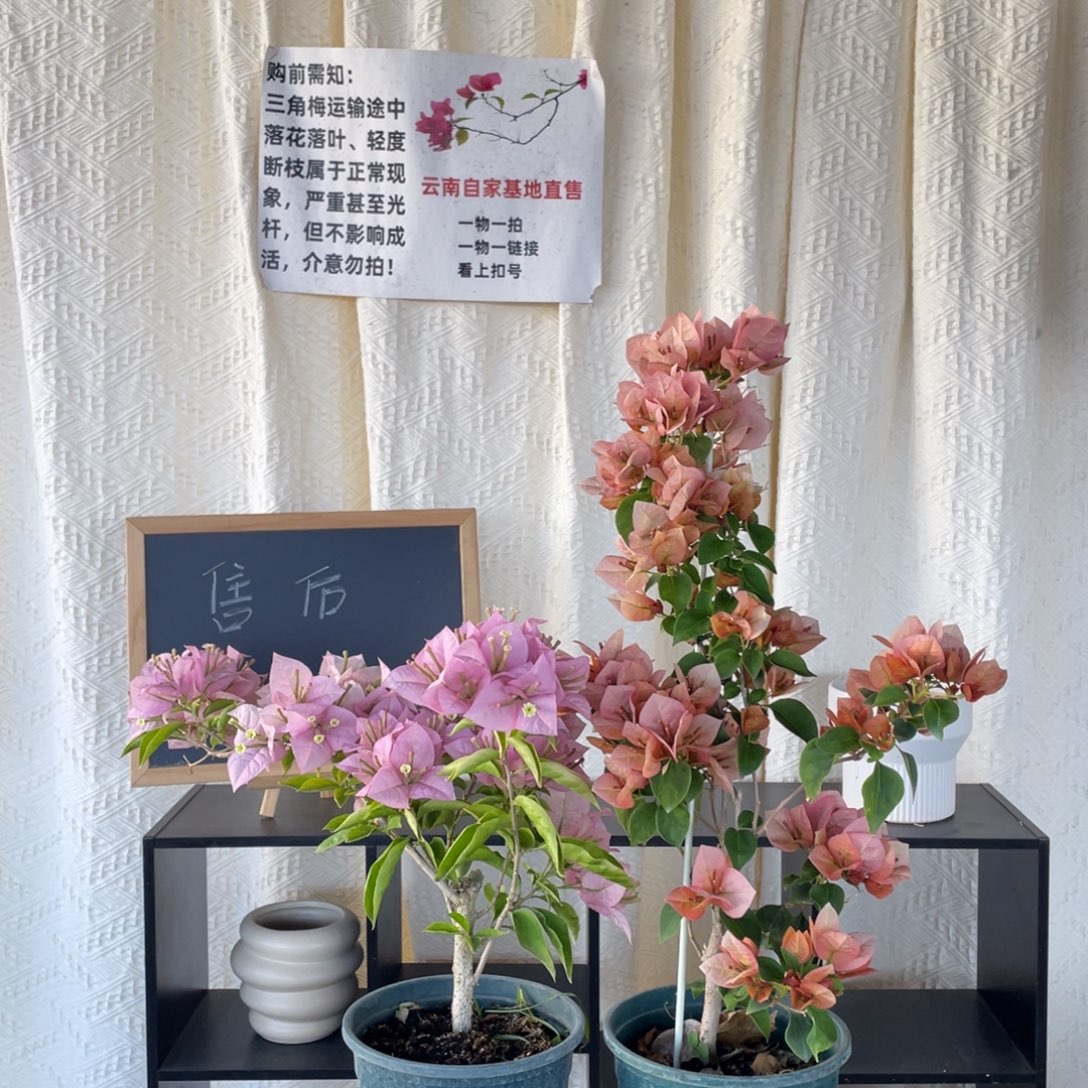 全部花朵粉天使+日落