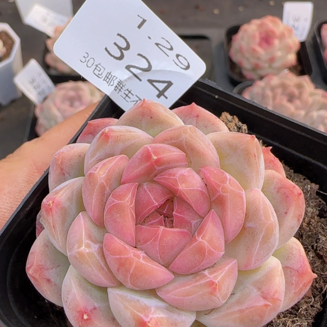 水果糖单头一颗脱土发货