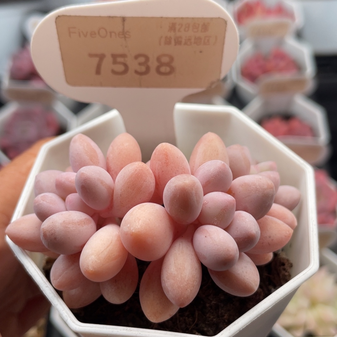 粉色恋人7538-6.0厘米