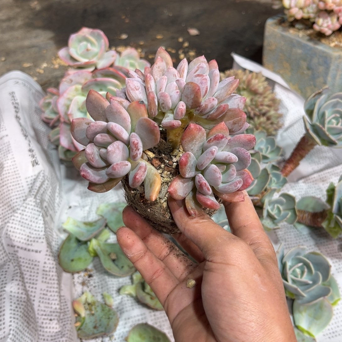 灰姑娘缀diyajinjinn