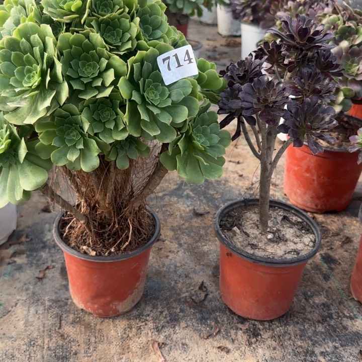 714绿杨蓉➕黑法师包邮。        