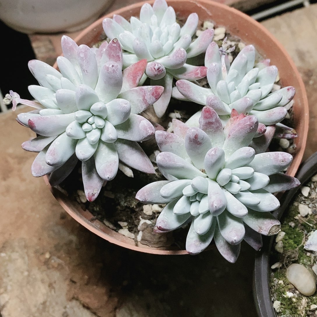 【闪购商品】哈哈哈流丹海瑟多肉2074