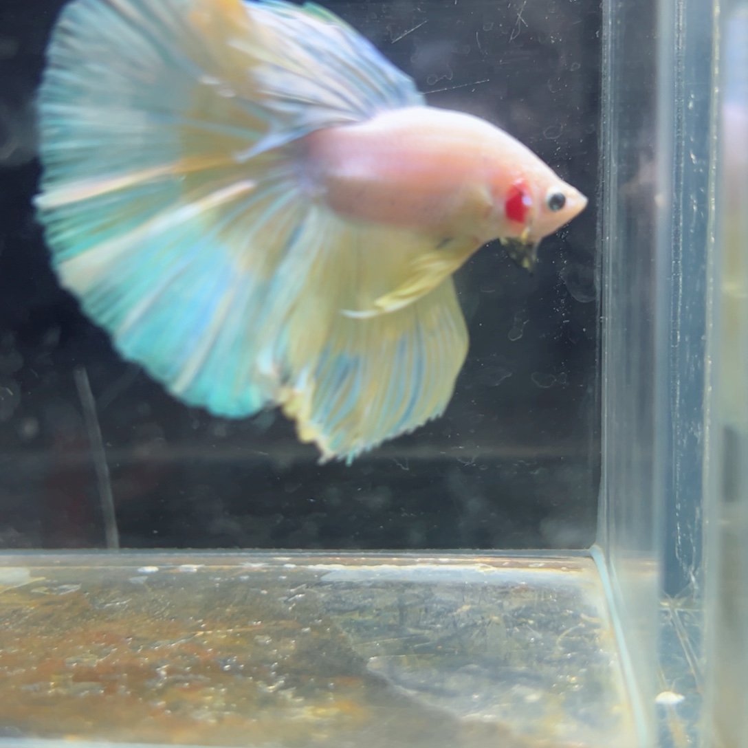 斗鱼浅色特殊尾hhhh
