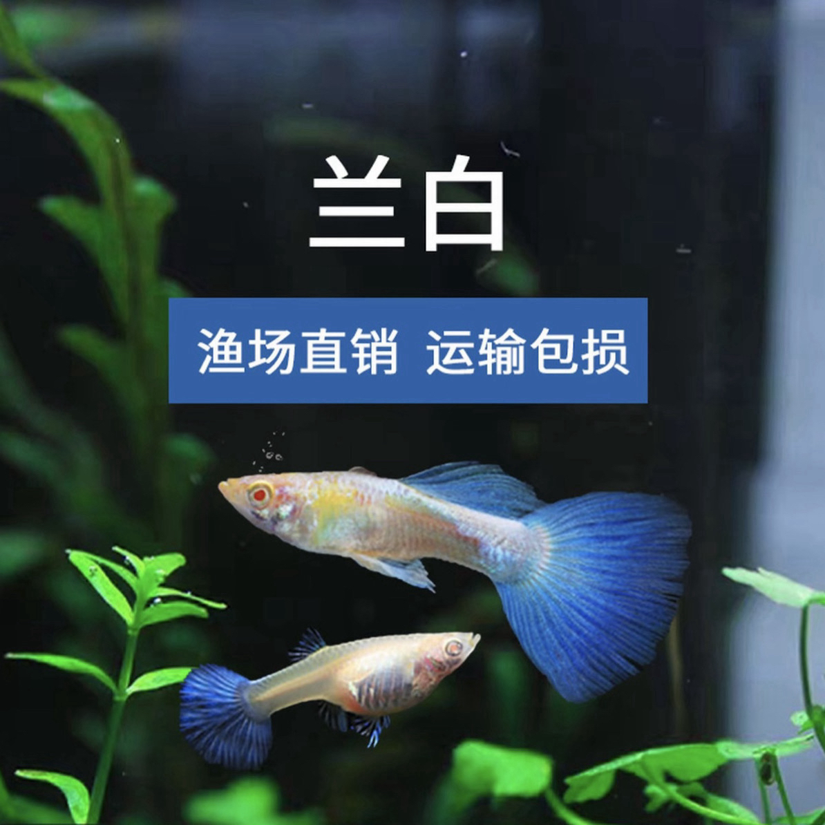 小天空蓝孔雀鱼好养耐活