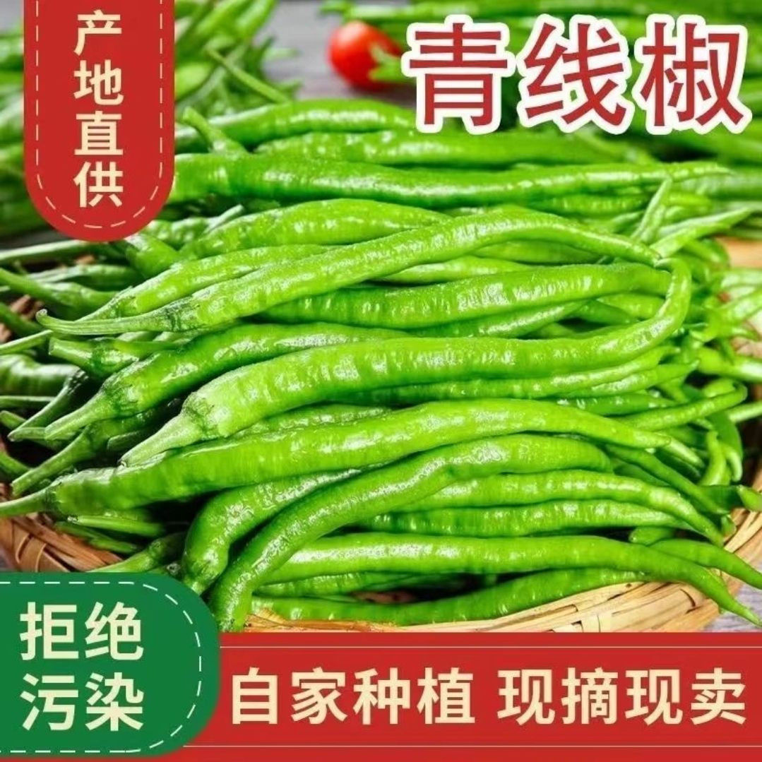 新鲜现摘现发农家自种青线椒二荆条美味尖椒
