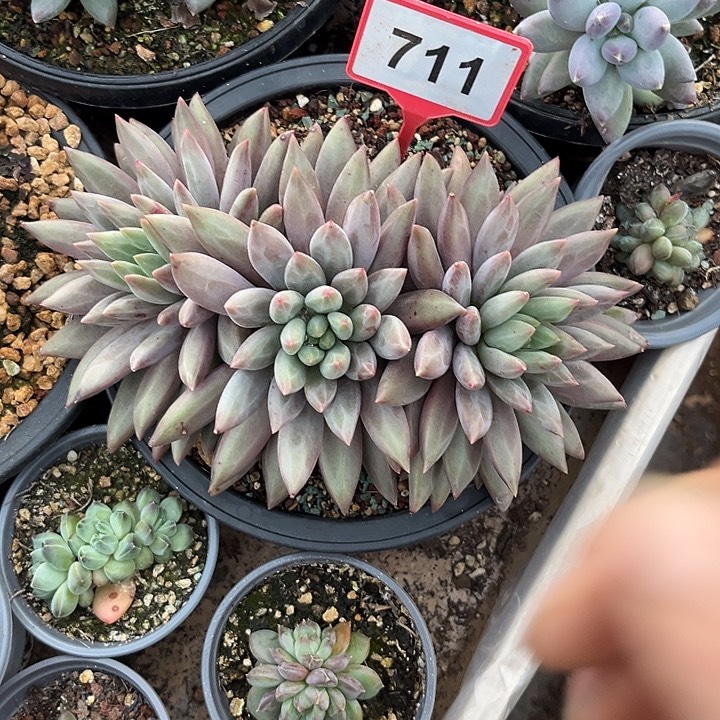 多肉植物水晶球711
