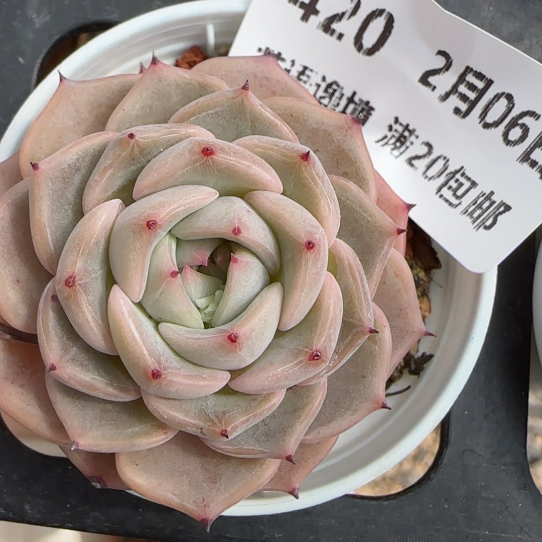 花语逸镜0206-420