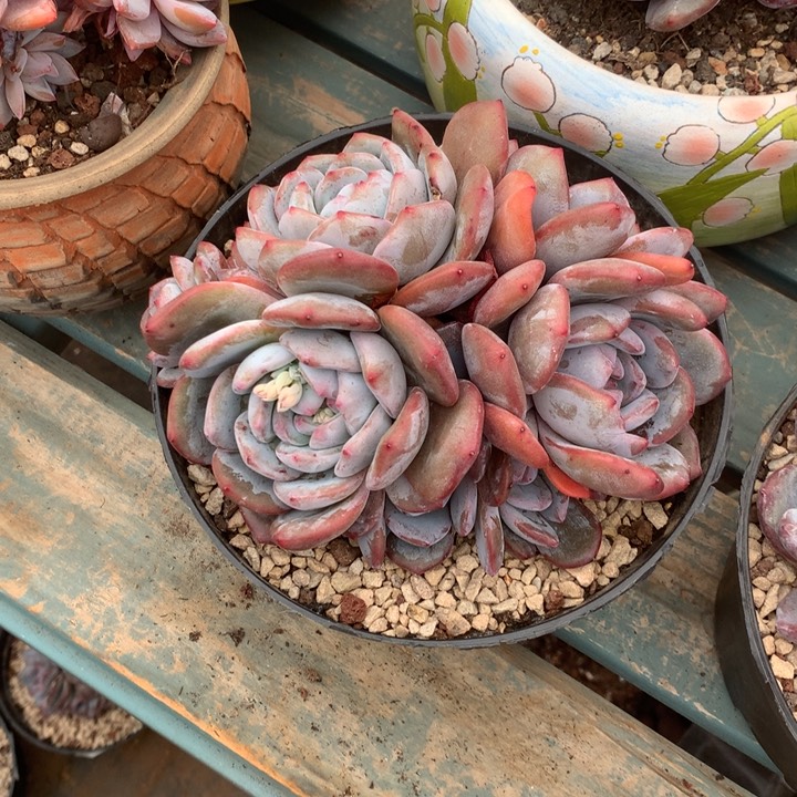 花花花花花花花花花