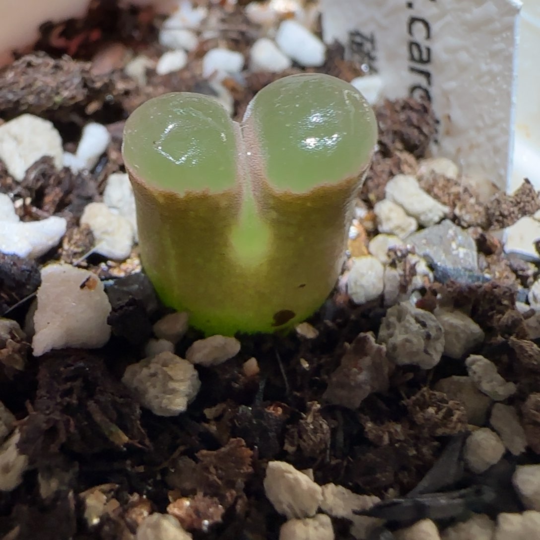 肉锥多肉植物百科-磁铁131