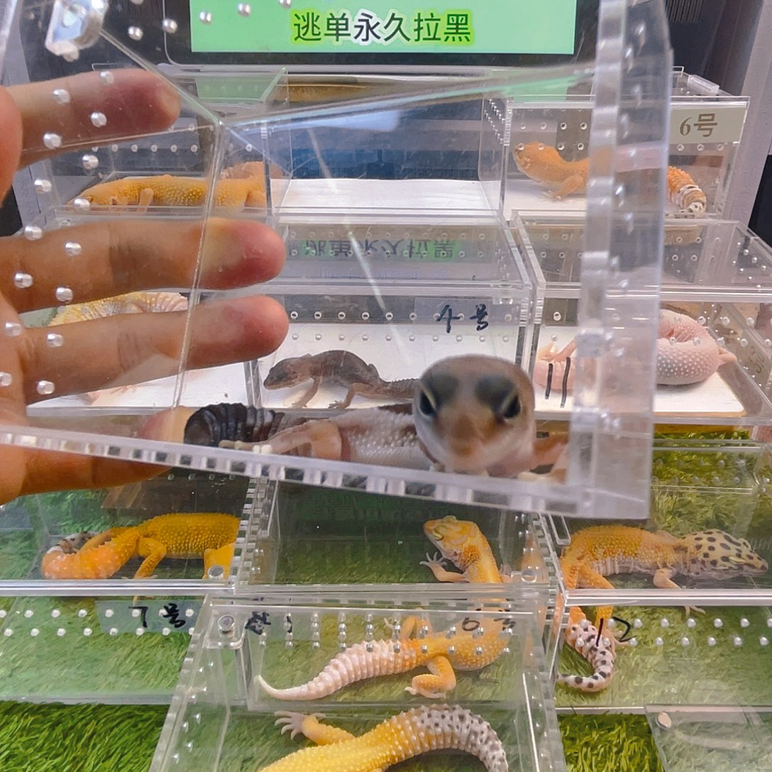 豹纹守宫豹纹守宫苗子成体亚成苗子