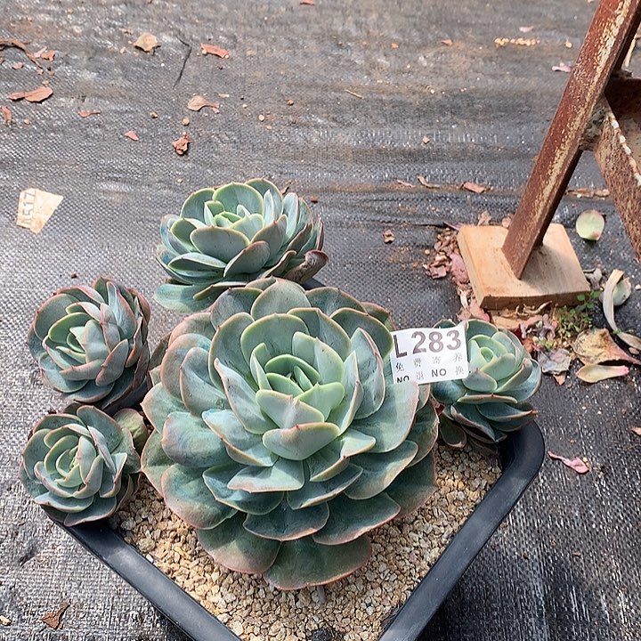 桃花坞自然群 283 9.27号左右发