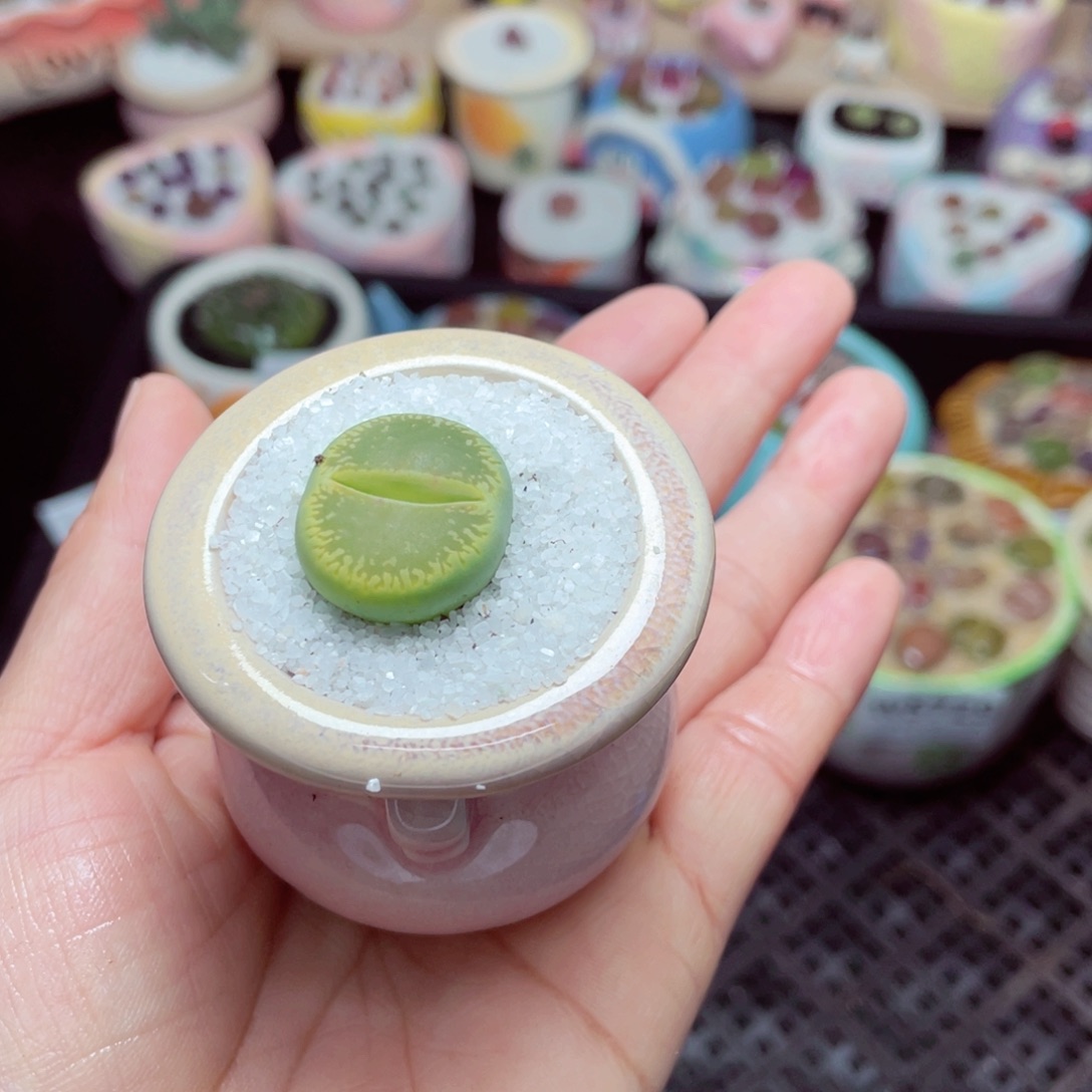 w5732 -零下地区拍保温箱-15支持寄养