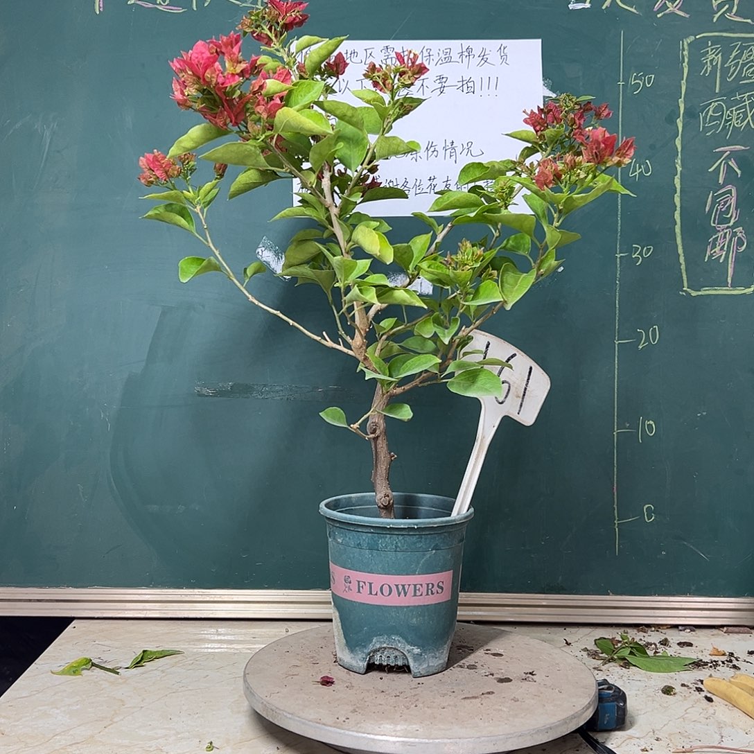 完全开放佩德罗161