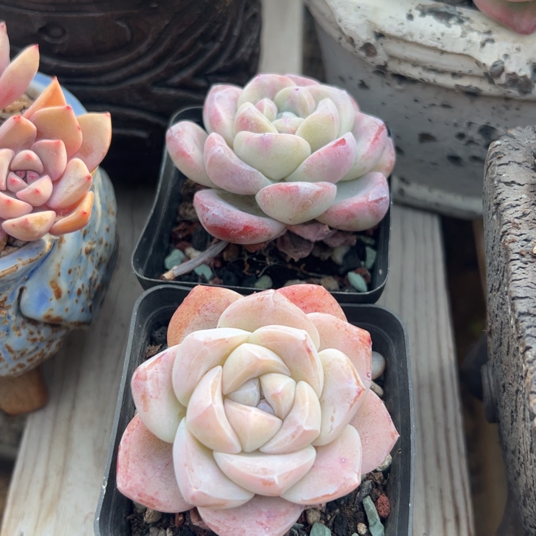 冰玉一颗小老桩多肉