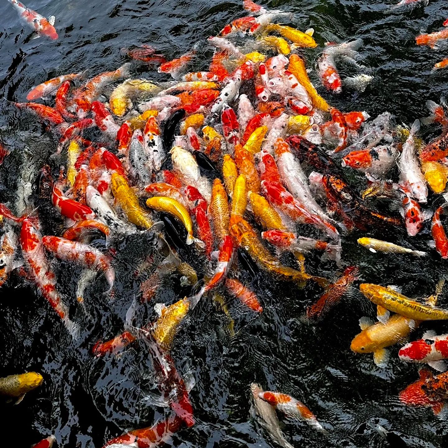 【性价比之王15条装】随机好养耐活锦鲤观赏鱼