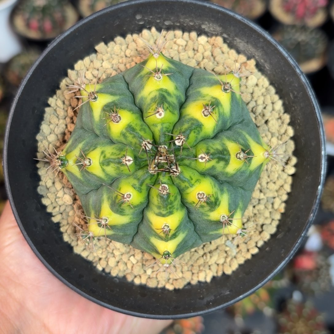 泰系实生米哈仙人球1号