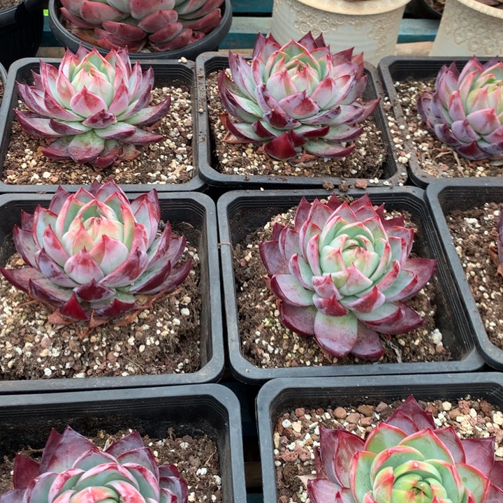 精品惊鸿仙子多肉植物两单包邮