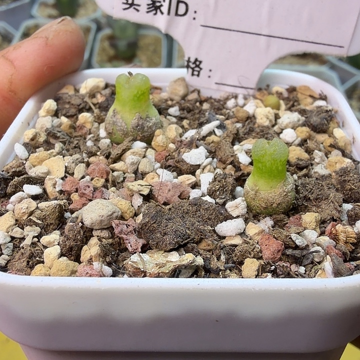 198。小葫芦一盆肉锥