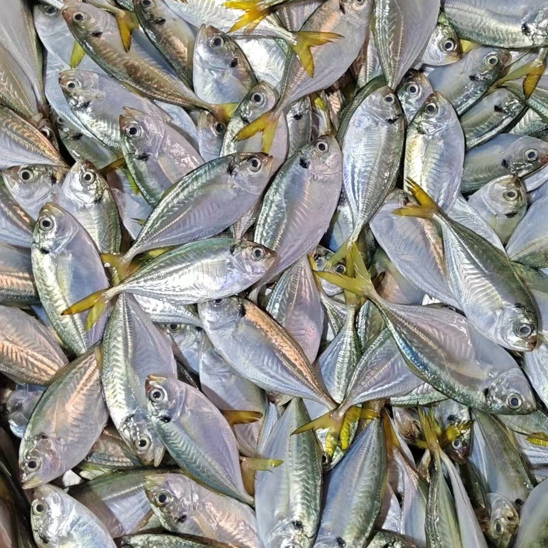 湛江本港  结尾鱼  西瓜皮  青鲳仔  4斤  一斤20-22条  顺丰发货