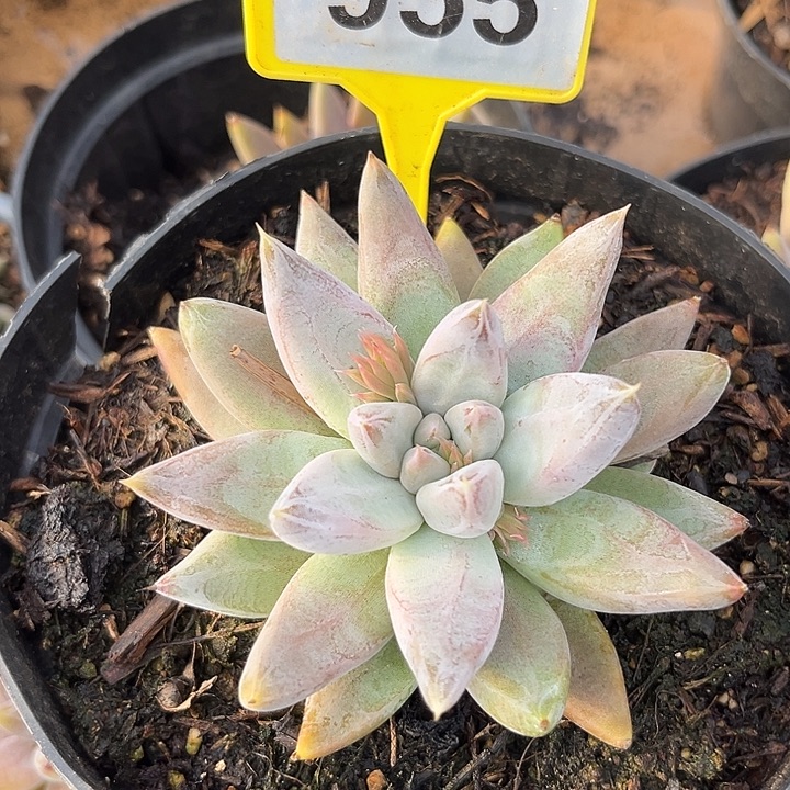 大魔王一物一拍955