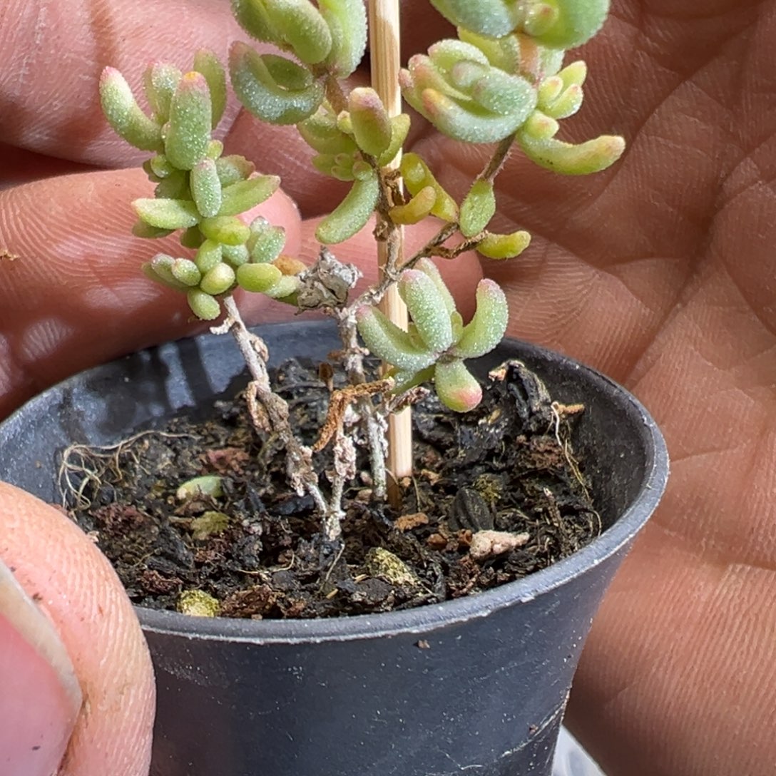 红宝石锦50杯老桩