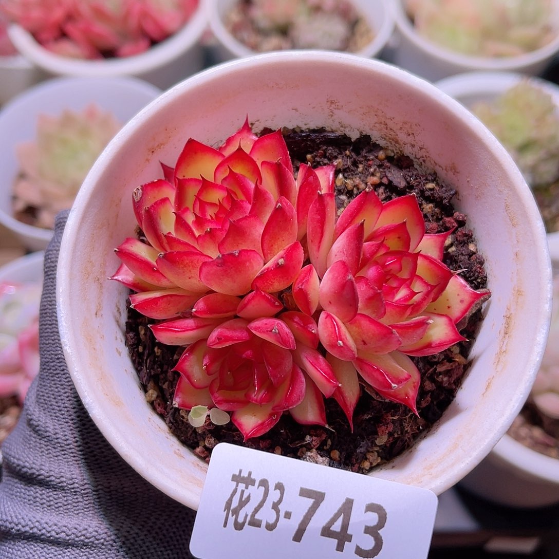 花23-743萤火三头