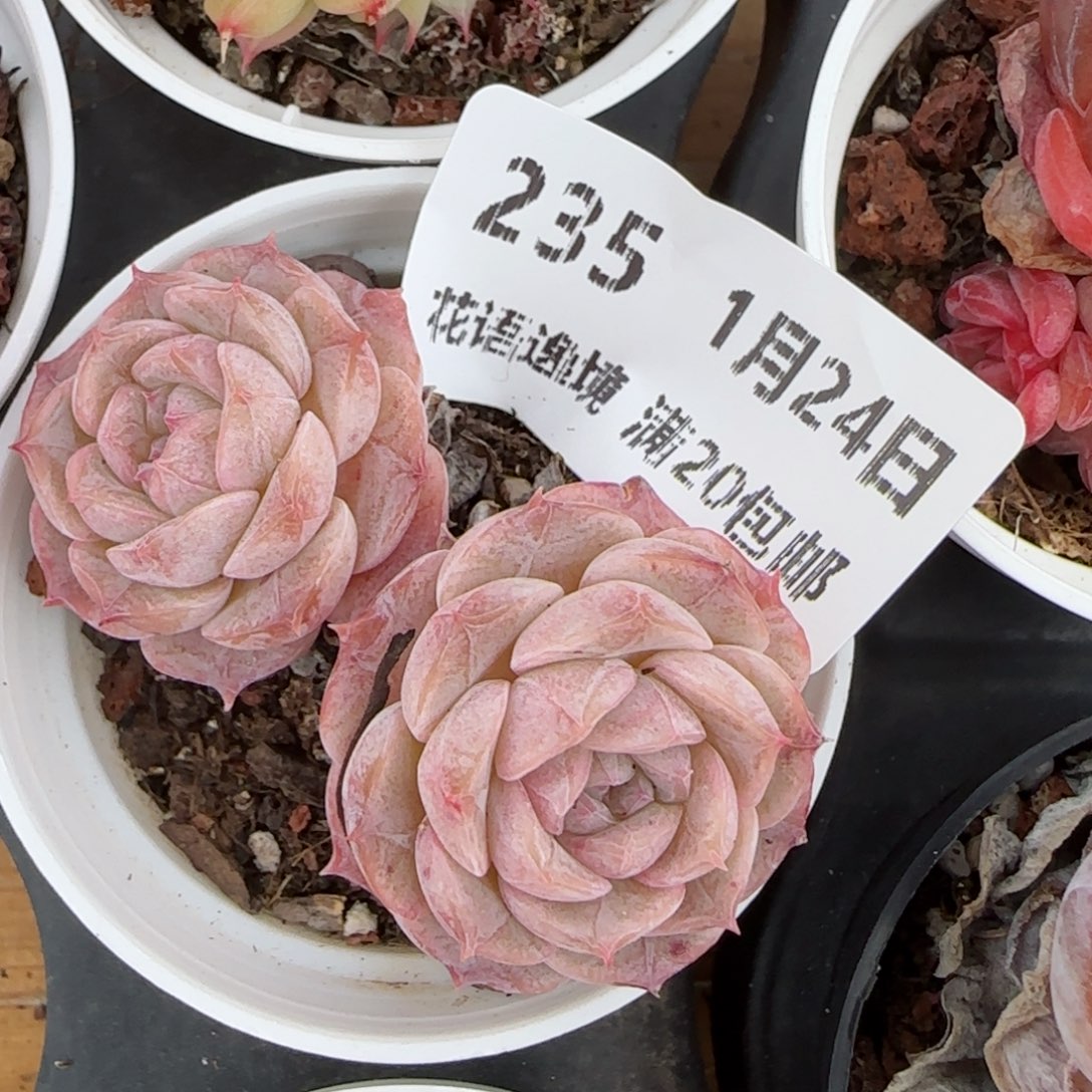 花语逸境0124-235