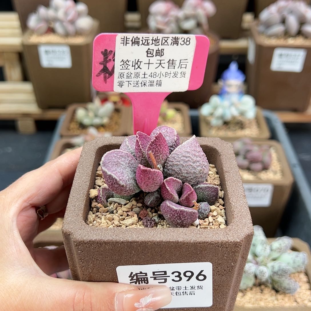 396丸叶哈默猪肝多肉植物
