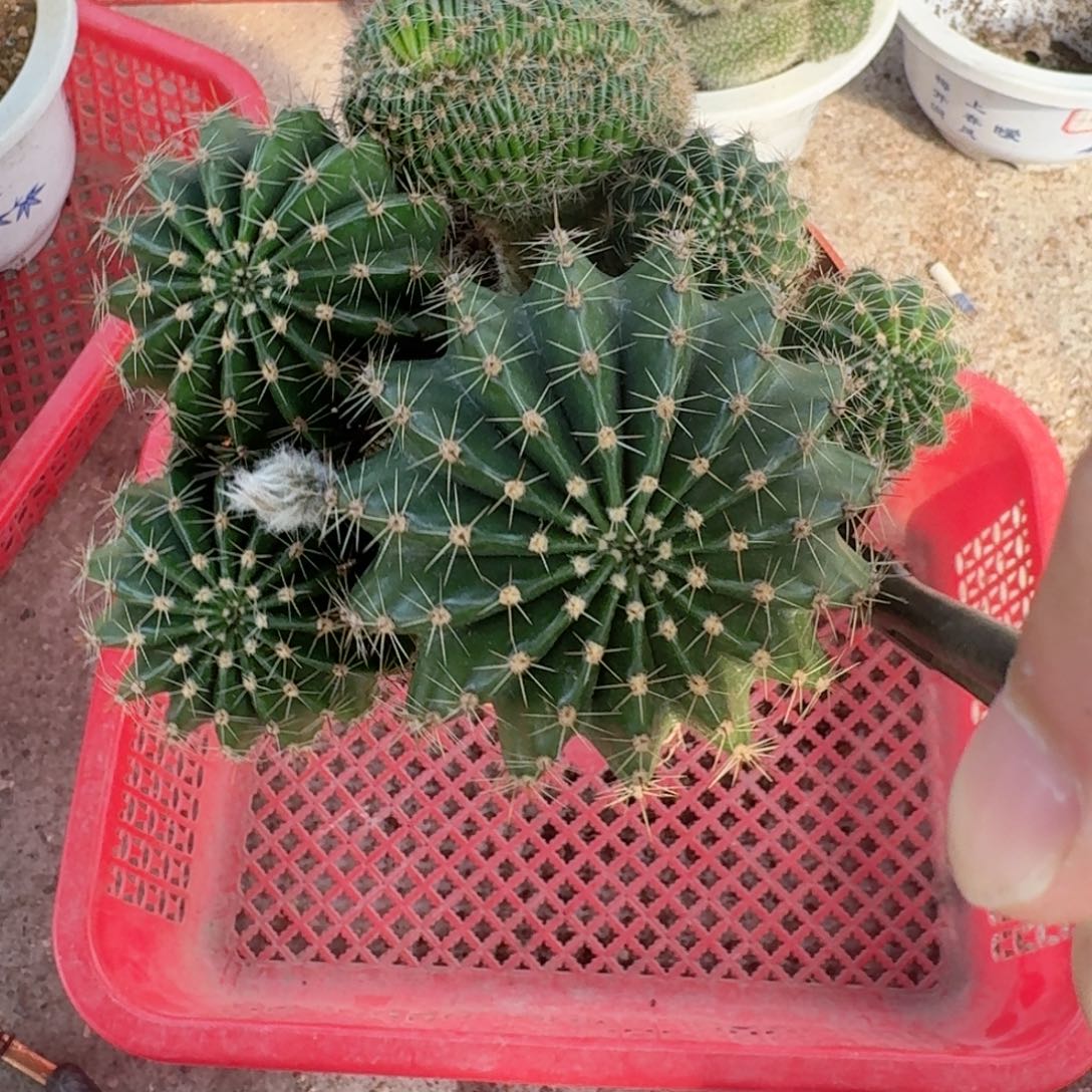 ****棉无花朵丽花哈哈哈哈哈哈哈