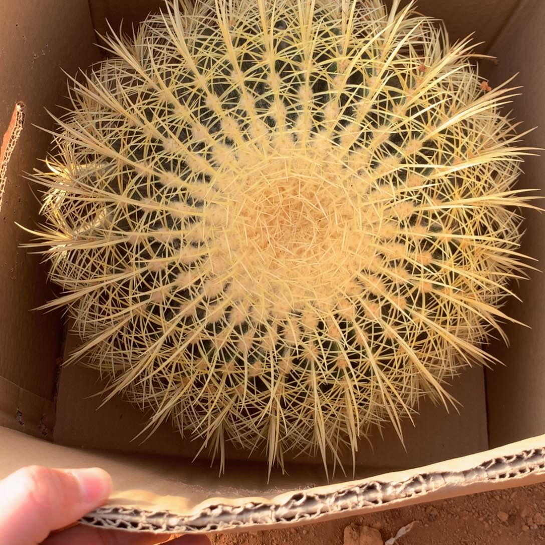 34公分金虎仙人球