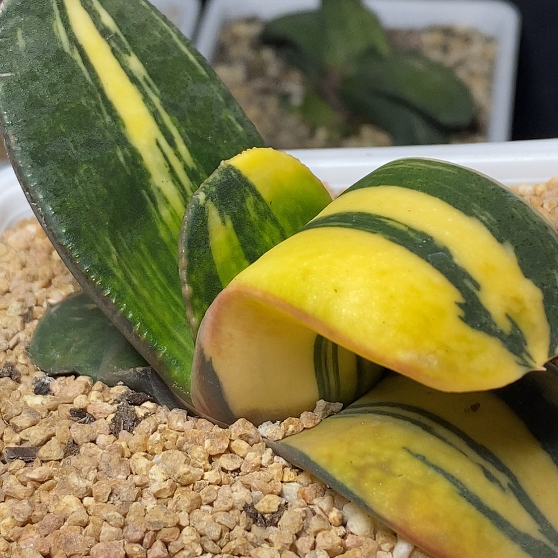 不带盆脱土裸根发货