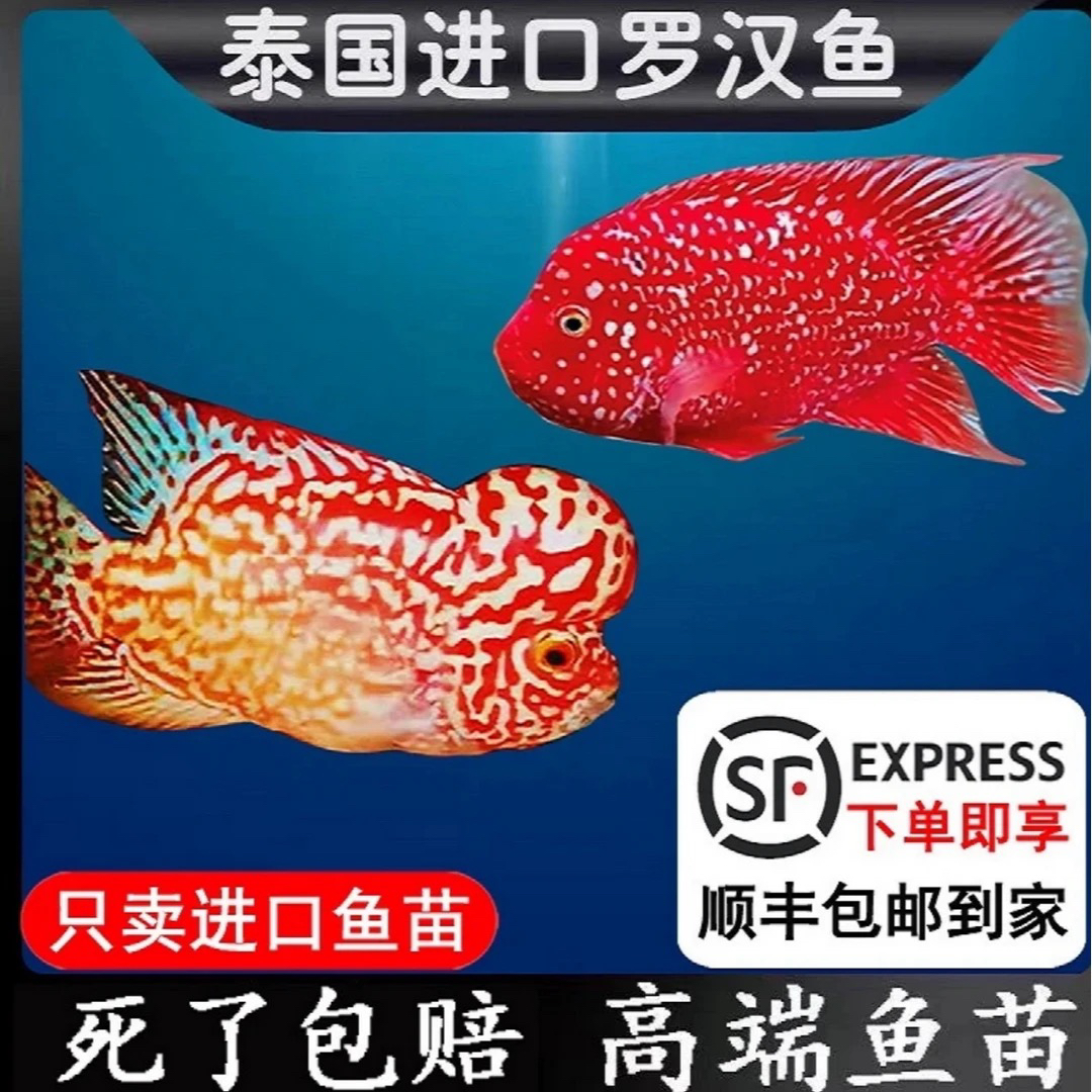 泰国金花鸿运泰金火凤鸿运蛇纹罗汉鱼压成鱼苗（直播选鱼100~500）