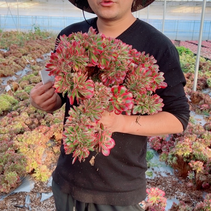 大颗女郎醉话54号多肉法师