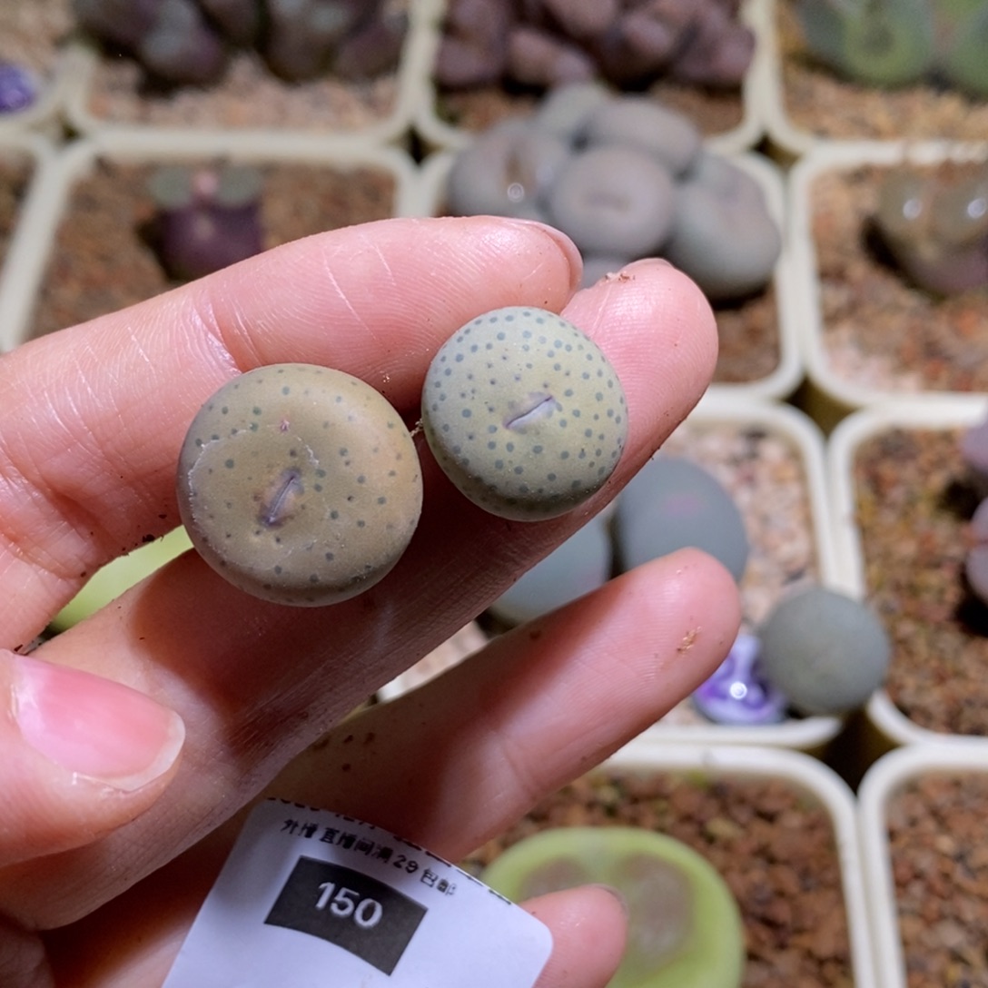 *****150/两颗大奶油150/两颗大奶油