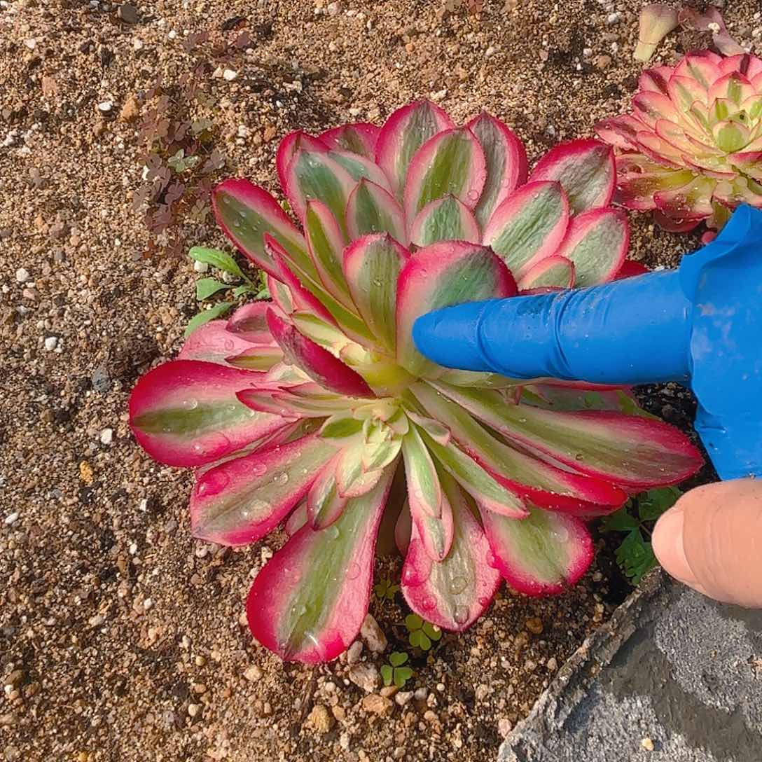 倾城手捧多肉植物