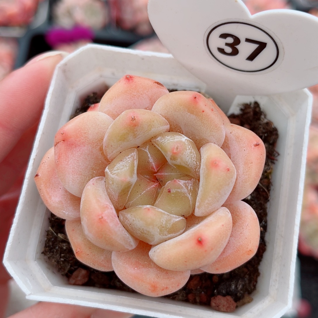 37号小老桩糖心单头