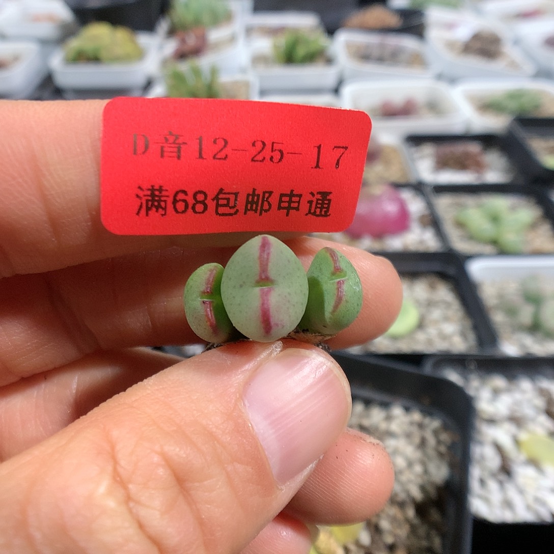 12-25-17     小杂1颗