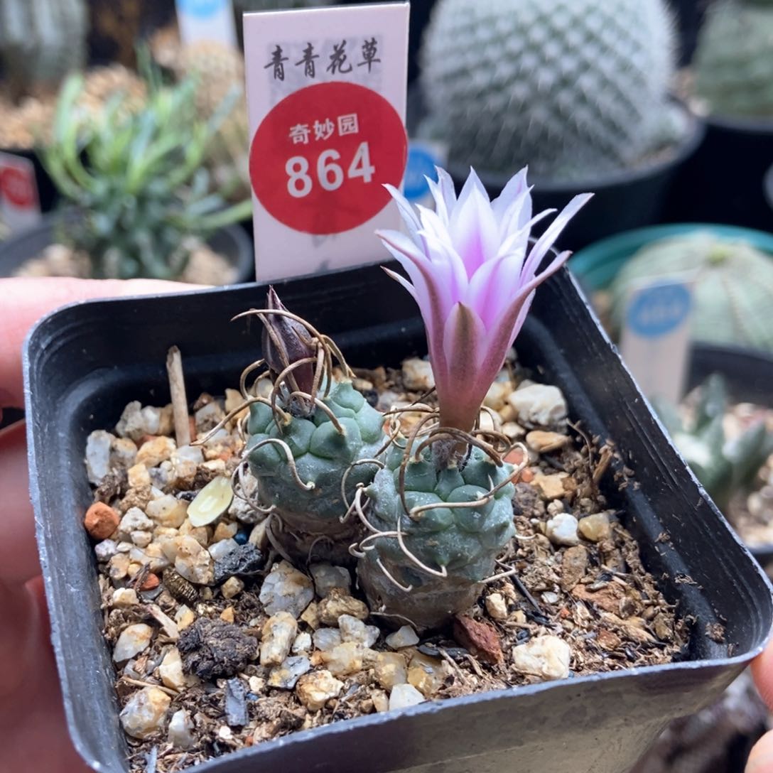 实生双头紫花长刺乌城丸一颗