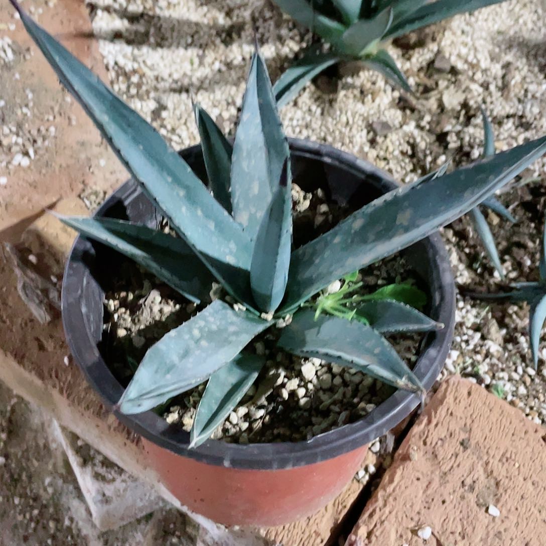 三十三间堂20公分左右龙舌兰