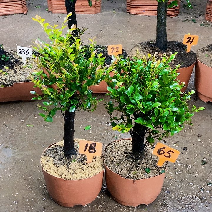 完全开放小叶紫檀木