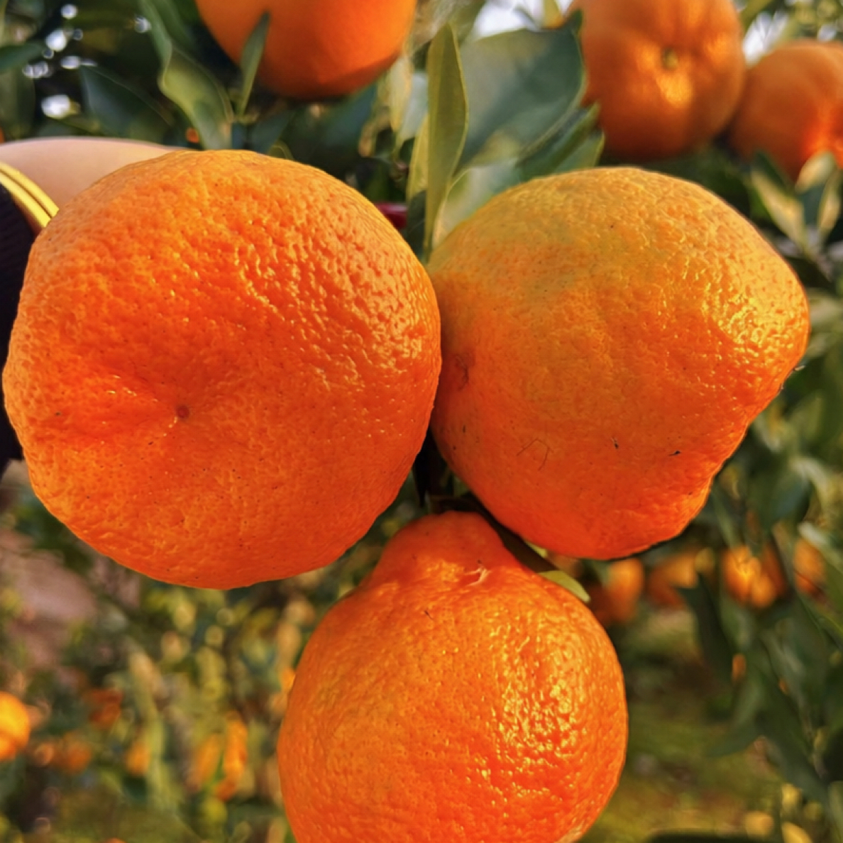 四川南充碰柑新鲜老树新鲜采摘，原生态农家自种水果柑橘美味多汁