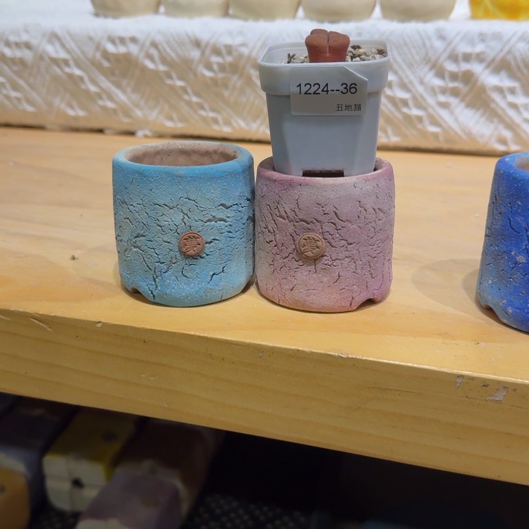 紫***y1224-036盆盆盆盆p